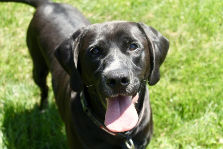 Blaze, an adoptable Labrador Retriever Mix in Lake Odessa, MI