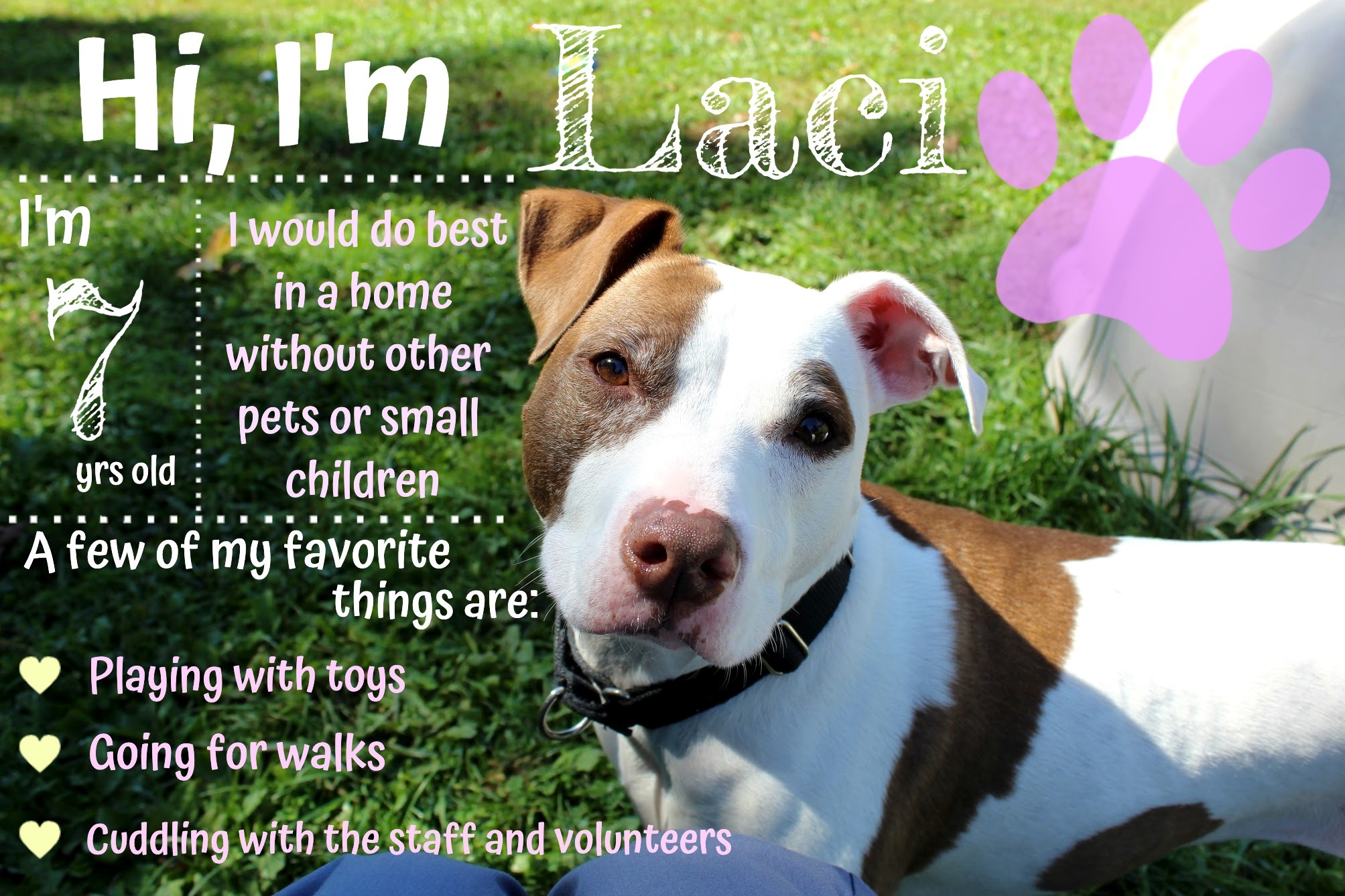 Laci, an adoptable Pit Bull Terrier in North Haven, CT, 06473 | Photo Image 3
