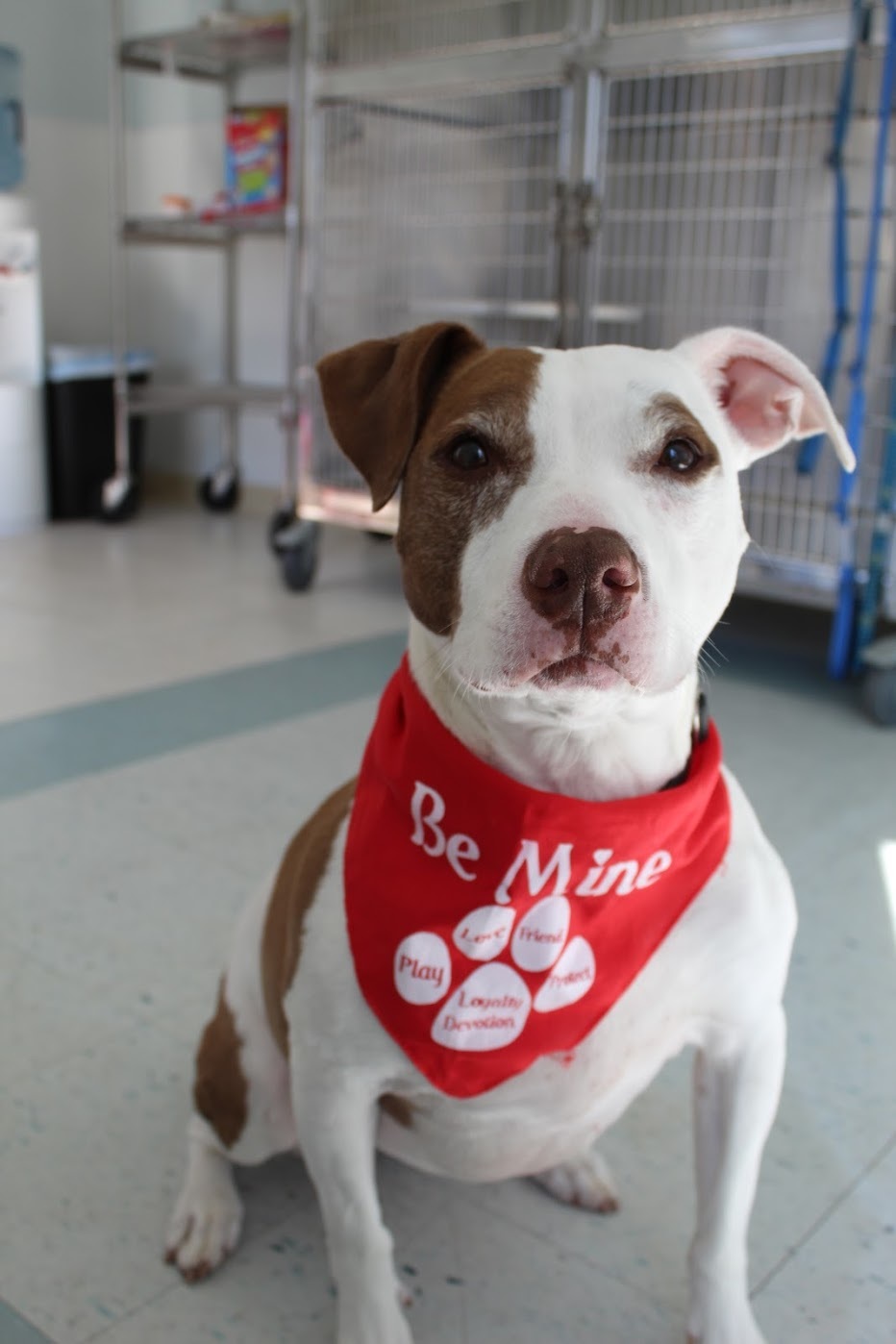 Laci, an adoptable Pit Bull Terrier in North Haven, CT, 06473 | Photo Image 4