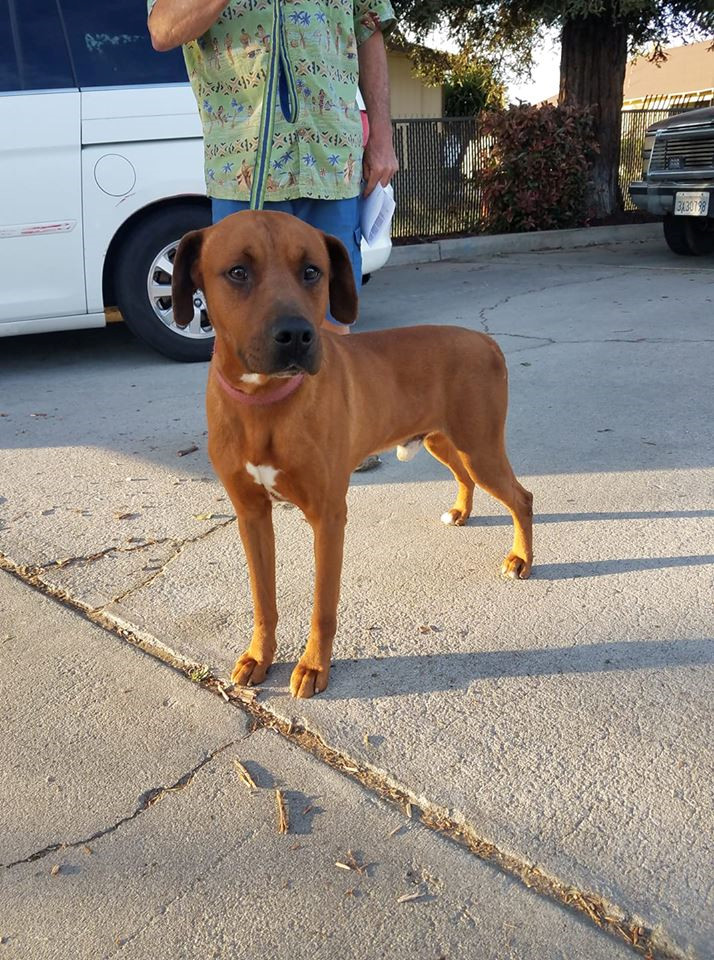 Rajah, an adoptable Rhodesian Ridgeback, Coonhound in Oakhurst, CA, 93644 | Photo Image 2