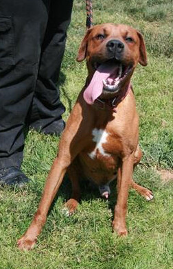 Rajah, an adoptable Rhodesian Ridgeback, Coonhound in Oakhurst, CA, 93644 | Photo Image 1