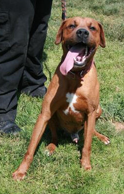 Rhodesian ridgeback 2024 coonhound mix