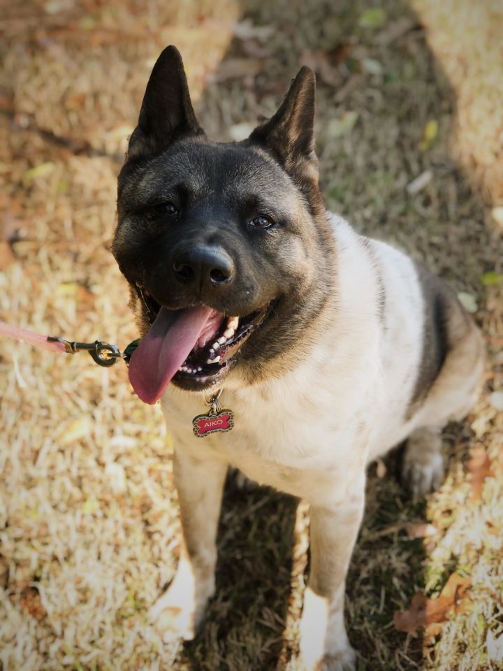 Dog For Adoption Aiko An Akita In Virginia Beach Va