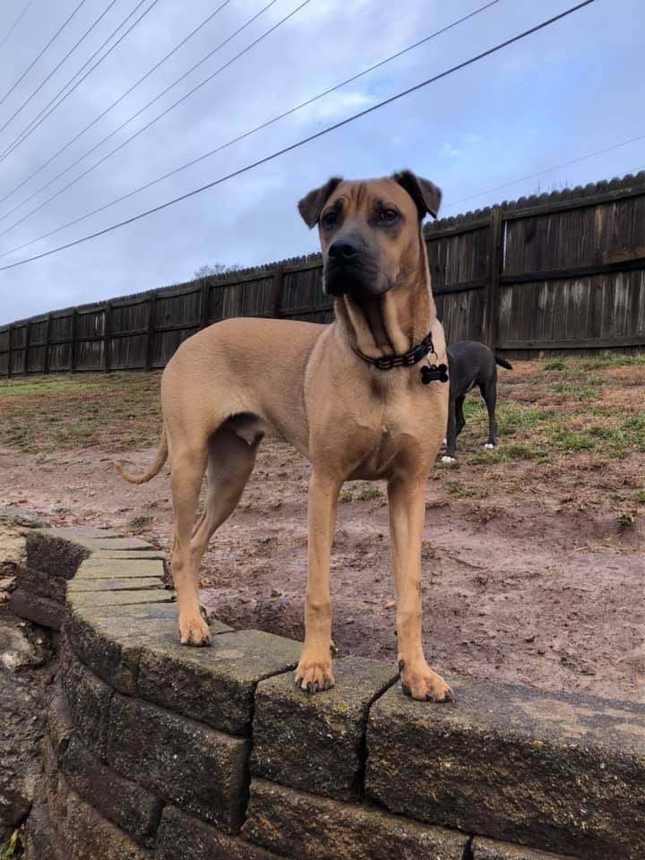 Rugsy, an adoptable Shar-Pei, Boxer in Springfield, MO, 65804 | Photo Image 2