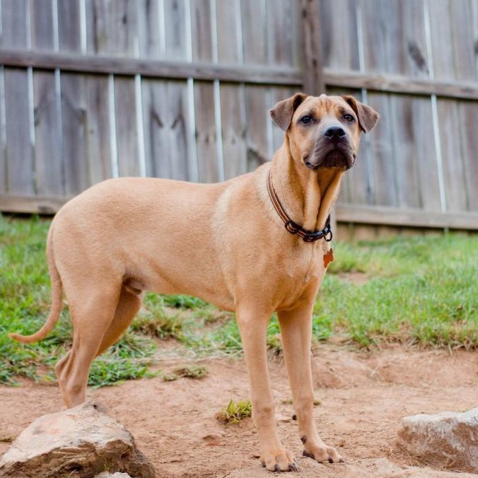 Rugsy, an adoptable Shar-Pei, Boxer in Springfield, MO, 65804 | Photo Image 3