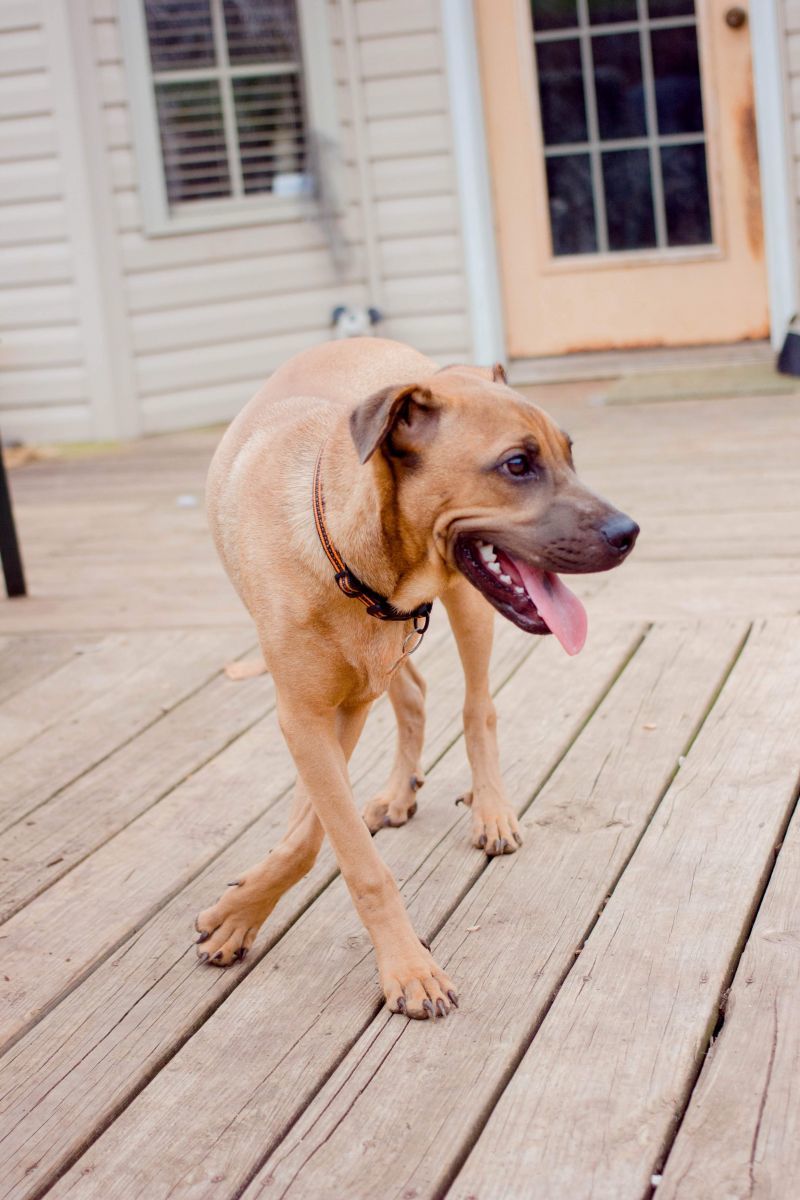 Rugsy, an adoptable Shar-Pei, Boxer in Springfield, MO, 65804 | Photo Image 4