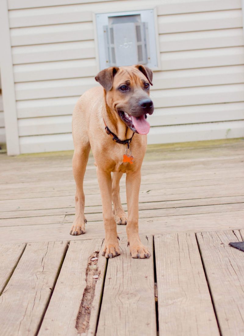 Rugsy, an adoptable Shar-Pei, Boxer in Springfield, MO, 65804 | Photo Image 5