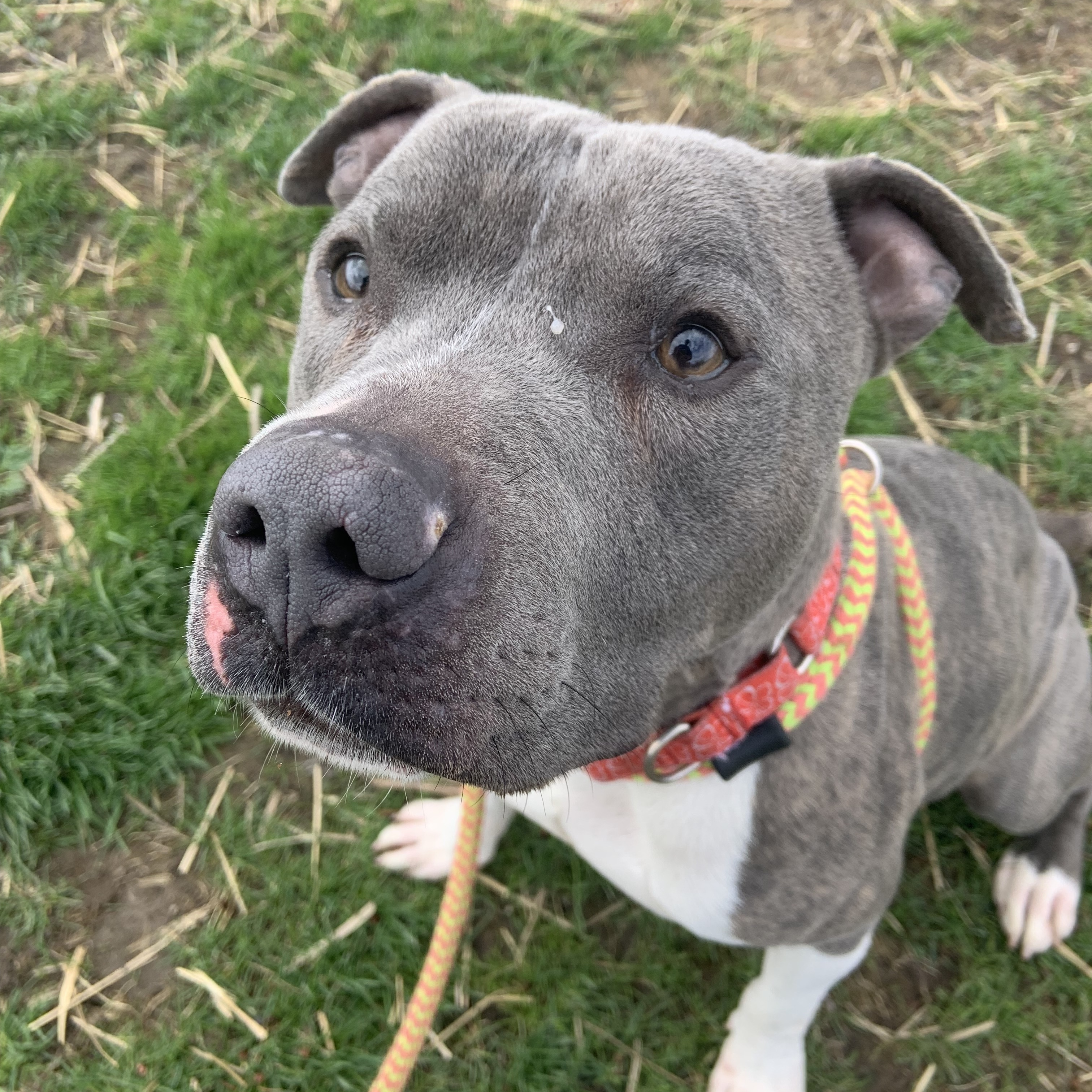 Wilson, an adoptable Pit Bull Terrier in Canfield, OH, 44406 | Photo Image 1