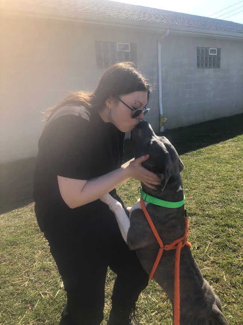 Wilson, an adoptable Pit Bull Terrier in Canfield, OH, 44406 | Photo Image 2