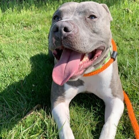 Wilson, an adoptable Pit Bull Terrier in Canfield, OH, 44406 | Photo Image 3