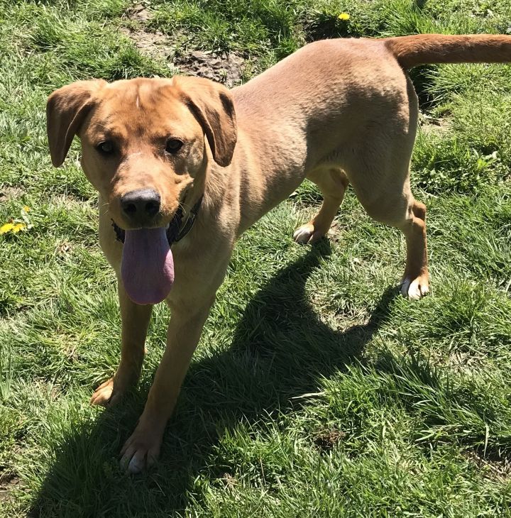 Rhodesian Ridgeback Mix Labrador Guide - LabraJoy