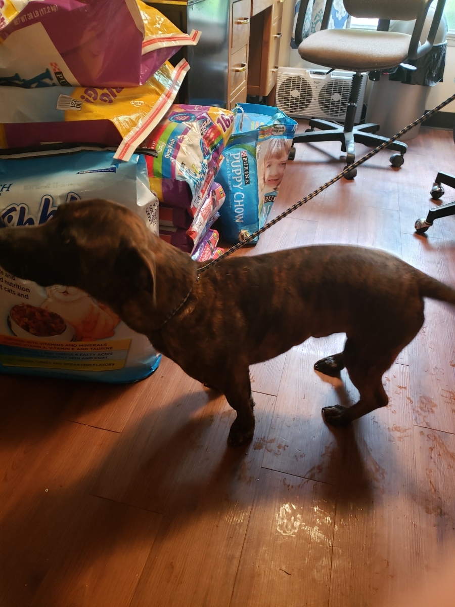 Squat, an adoptable Dachshund, Pit Bull Terrier in Henrietta, TX, 76365 | Photo Image 2
