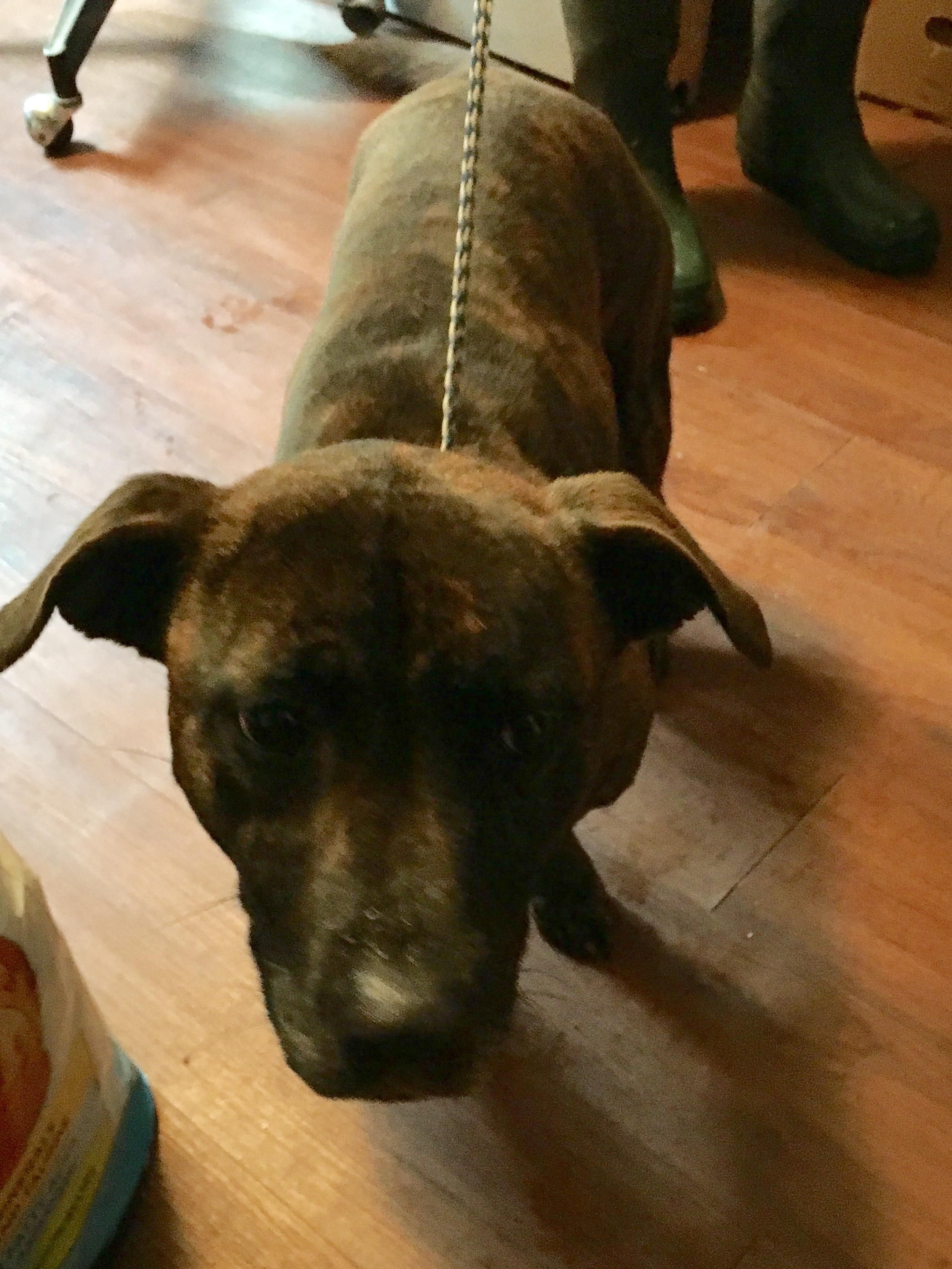 Squat, an adoptable Dachshund, Pit Bull Terrier in Henrietta, TX, 76365 | Photo Image 3