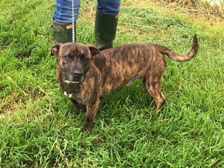 Mini pitbull best sale dachshund mix puppies