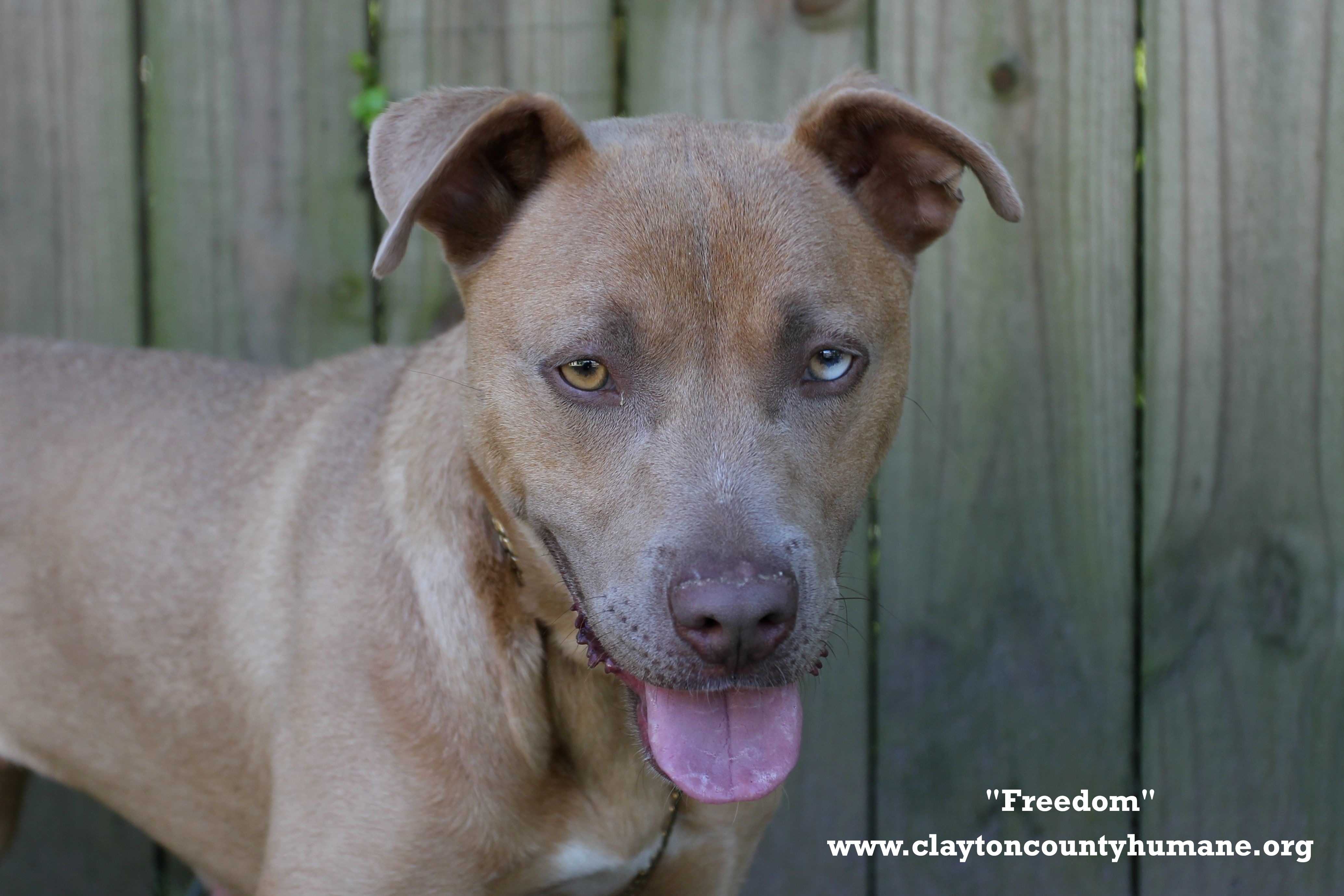 Freedom, an adoptable Labrador Retriever, Pit Bull Terrier in Jonesboro, GA, 30236 | Photo Image 1
