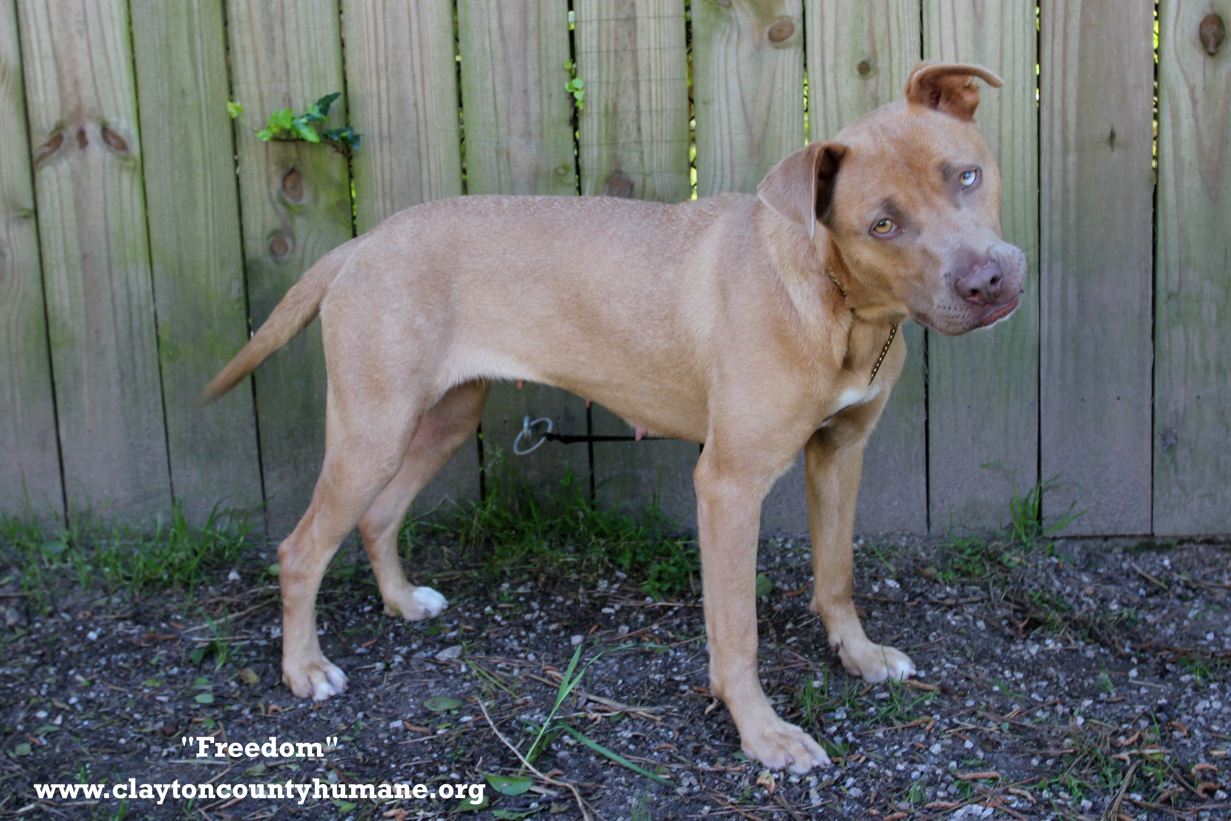 Freedom, an adoptable Labrador Retriever, Pit Bull Terrier in Jonesboro, GA, 30236 | Photo Image 2