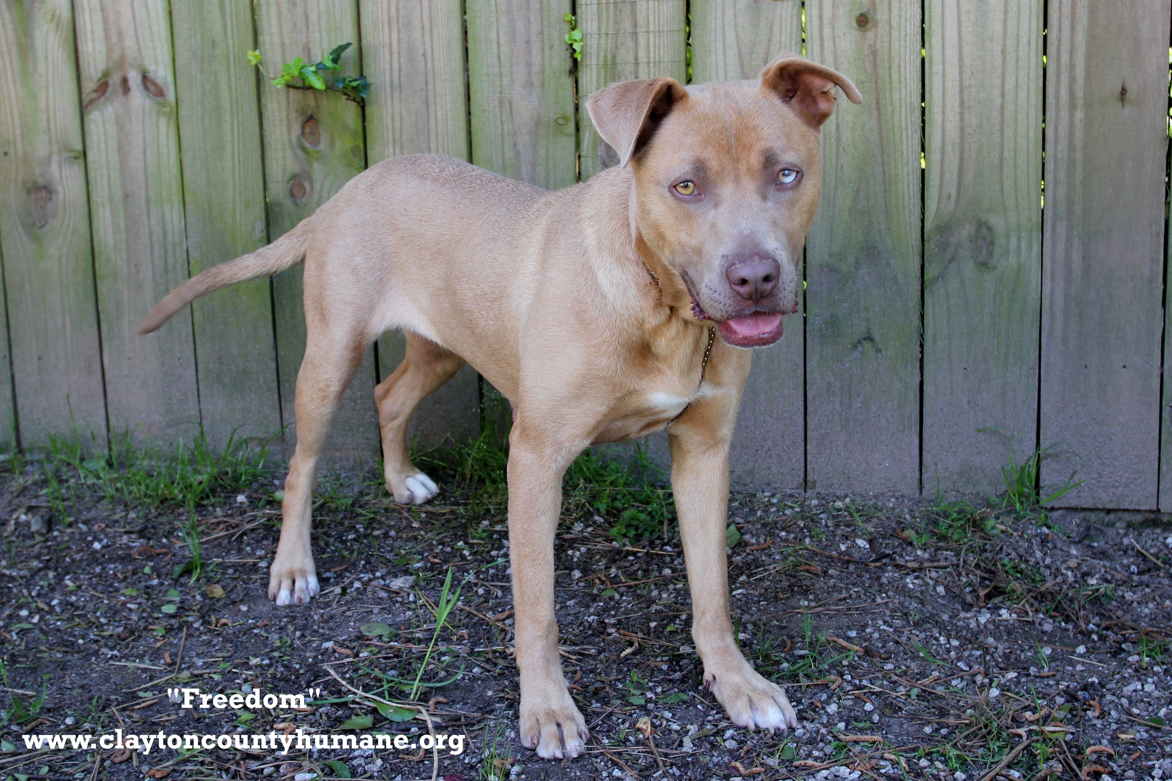 Freedom, an adoptable Labrador Retriever, Pit Bull Terrier in Jonesboro, GA, 30236 | Photo Image 3
