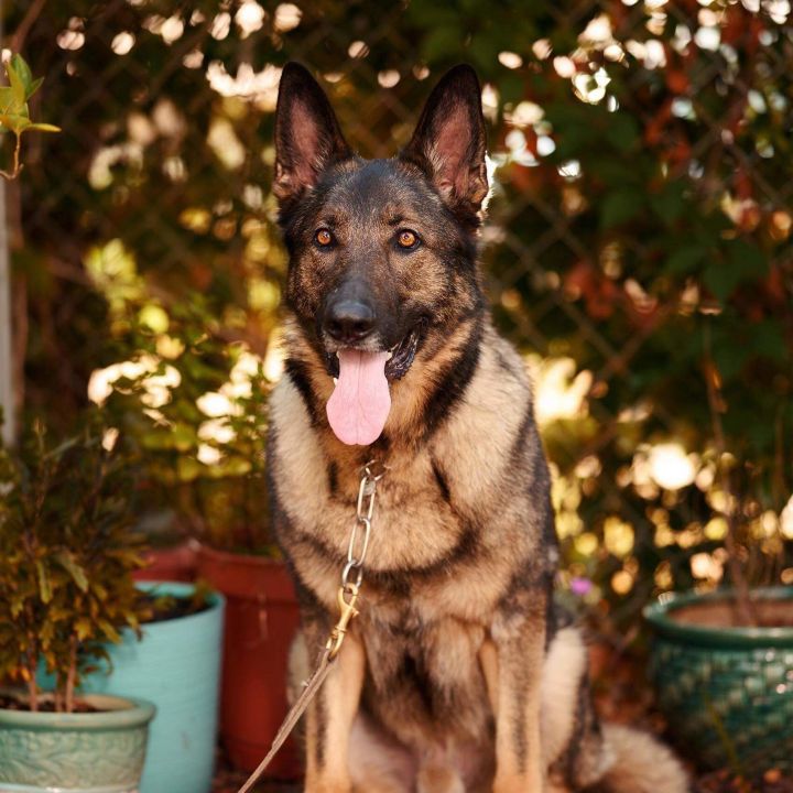 Dog For Adoption Gage A German Shepherd Dog In Myrtle Beach Sc Petfinder