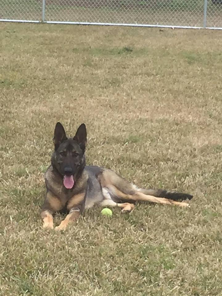 Dog For Adoption Gage A German Shepherd Dog In Myrtle Beach Sc Petfinder