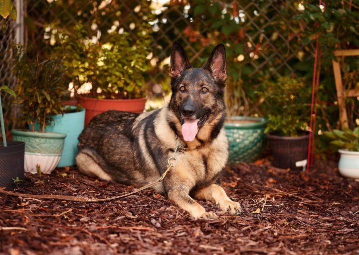 Dog For Adoption Gage A German Shepherd Dog In Myrtle Beach Sc Petfinder