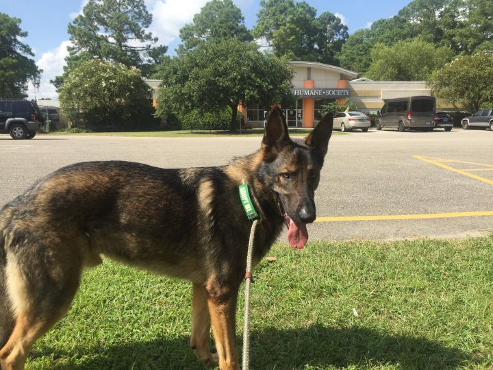 Dog For Adoption Gage A German Shepherd Dog In Myrtle Beach Sc Petfinder
