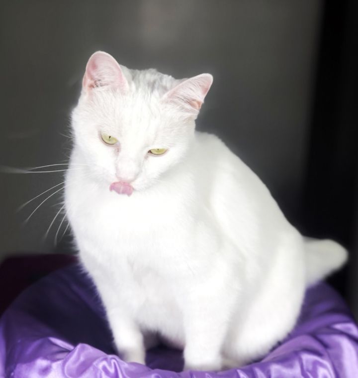 Cat for adoption - Cee Cee, a Domestic Short Hair in ...