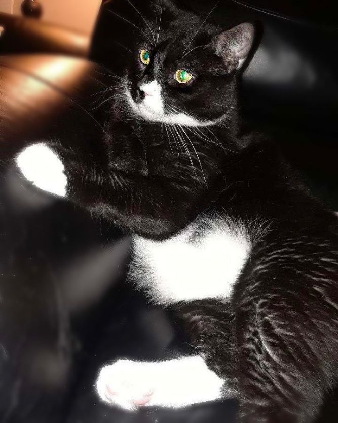 Cat for adoption - Tuxy Boy, a Domestic Short Hair Mix in ...