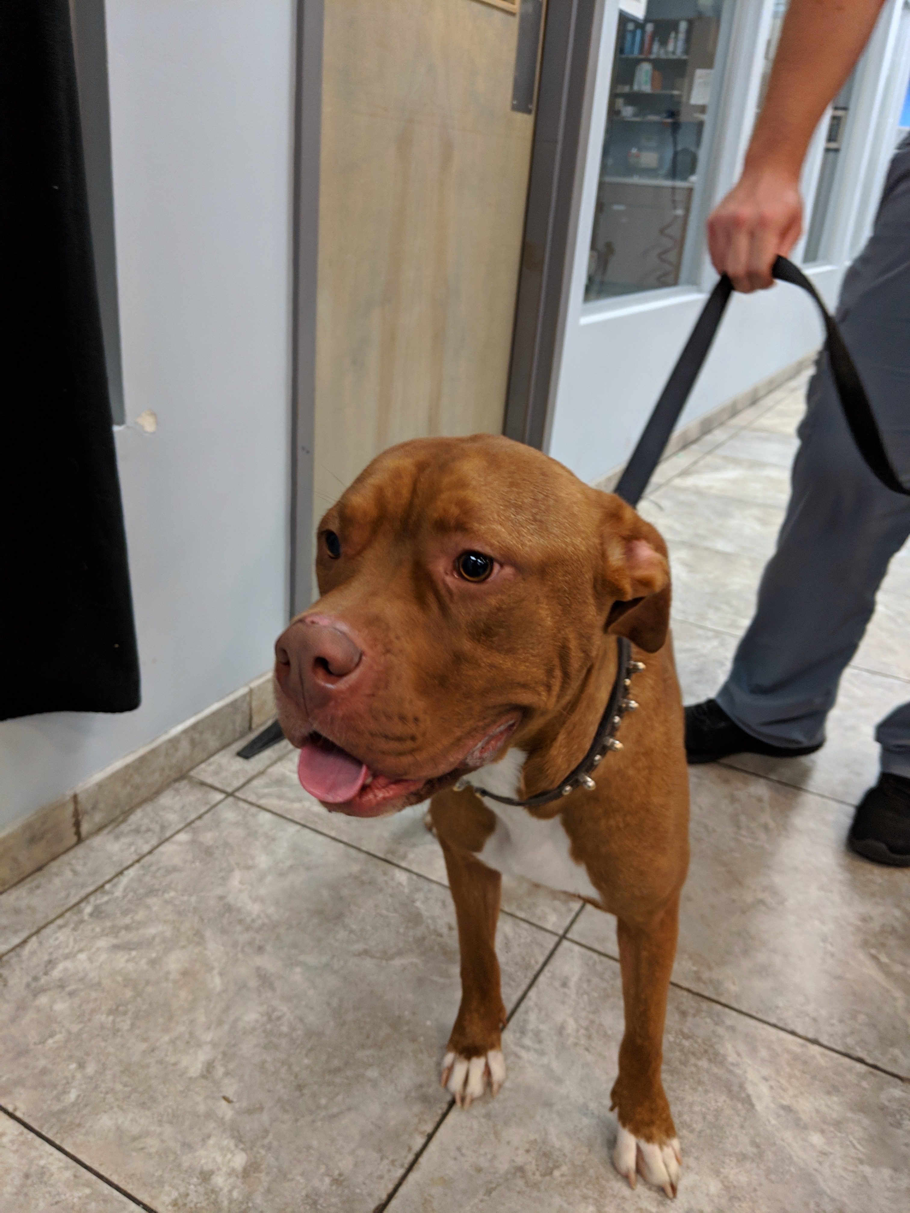 Cherokee, an adoptable Pit Bull Terrier in Ridgeland, SC, 29936 | Photo Image 1