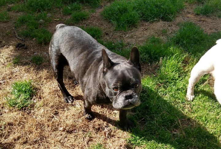 Dog For Adoption Marcel A French Bulldog In Woodstock Ga Petfinder