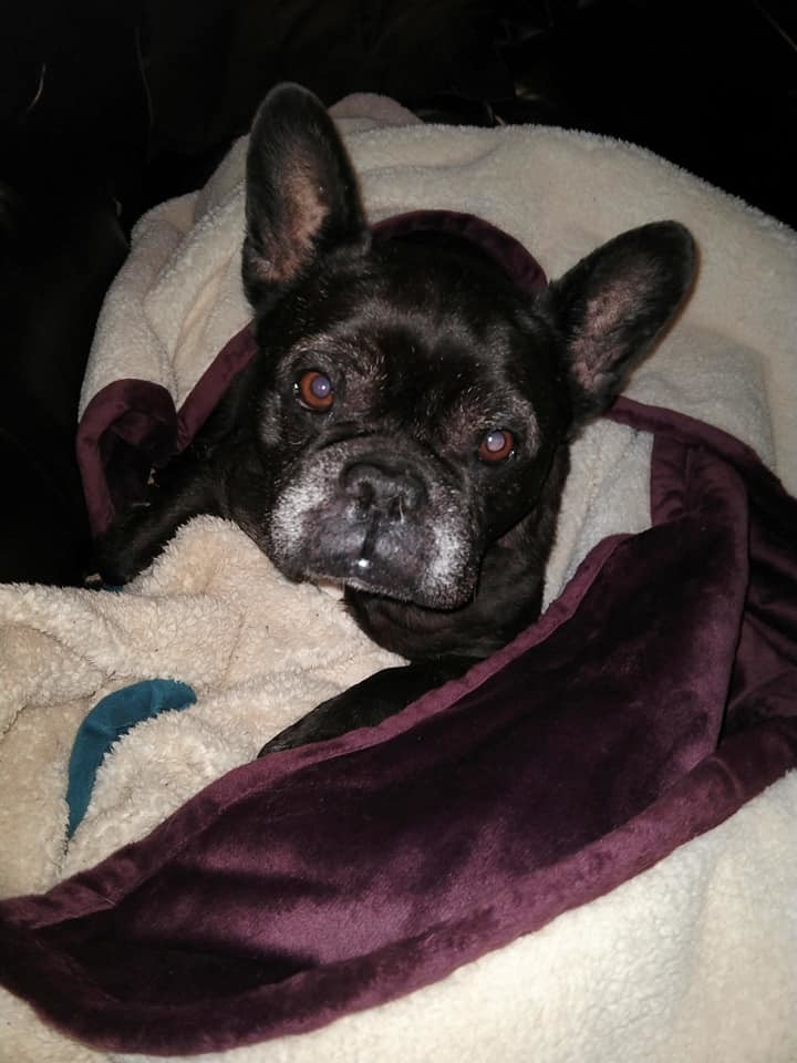 Dog for adoption - Marcel, a French Bulldog in Woodstock ...