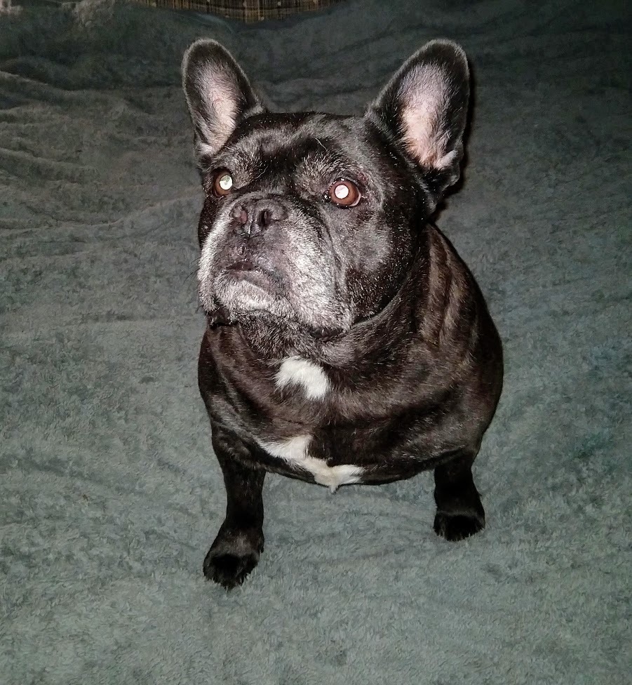 Dog for adoption - Marcel, a French Bulldog in Woodstock ...