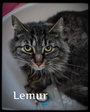 Lemur