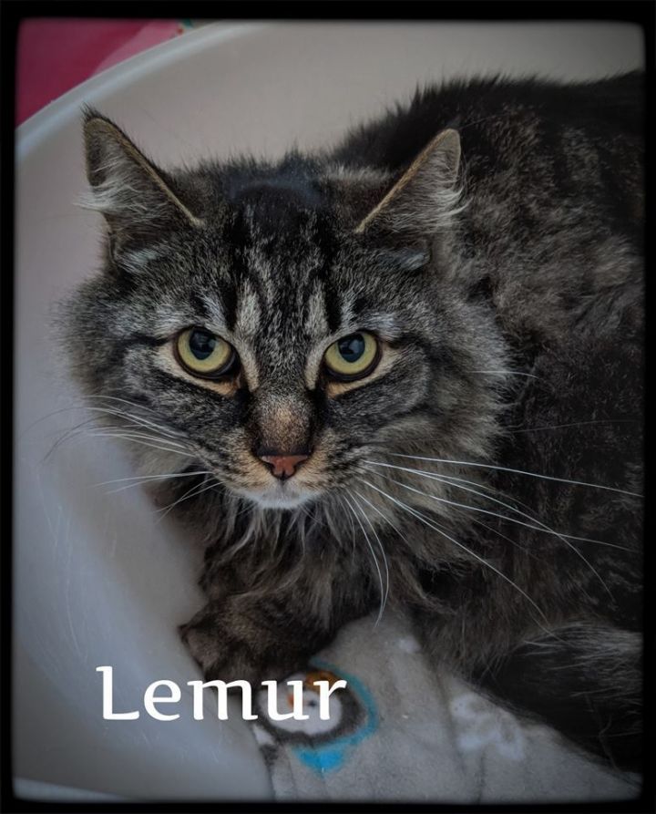 Lemur 1