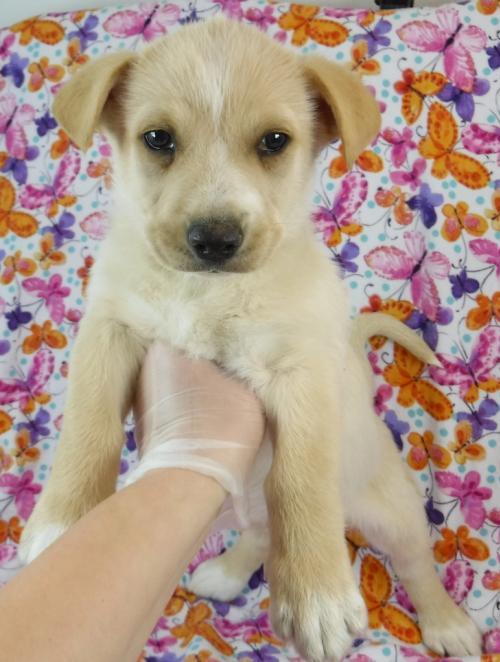 Get Inspired For Corgi Mix Puppies