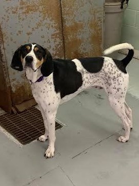 Cooper, an adoptable Hound in Millville, UT, 84326 | Photo Image 2