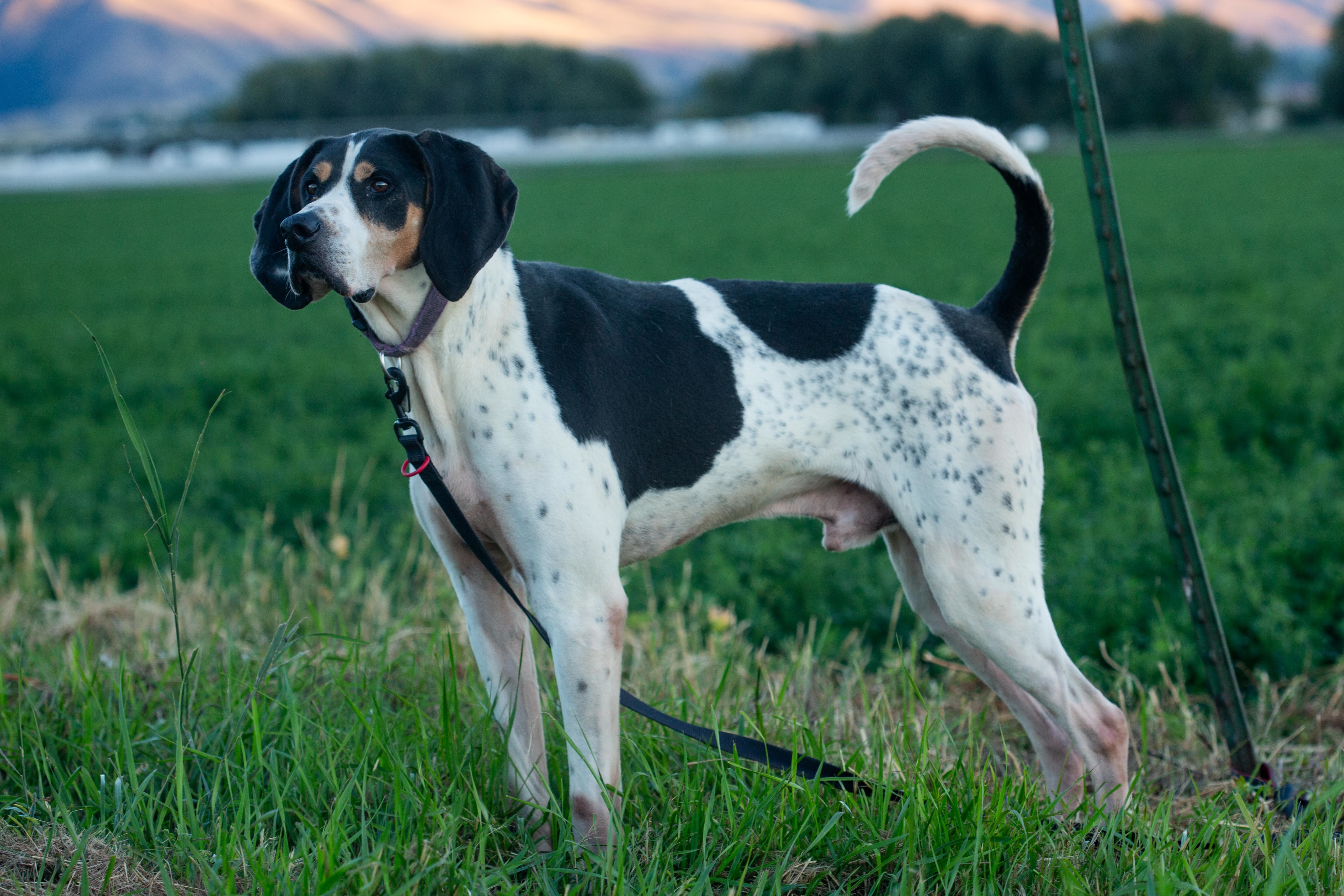 Cooper, an adoptable Hound in Millville, UT, 84326 | Photo Image 1