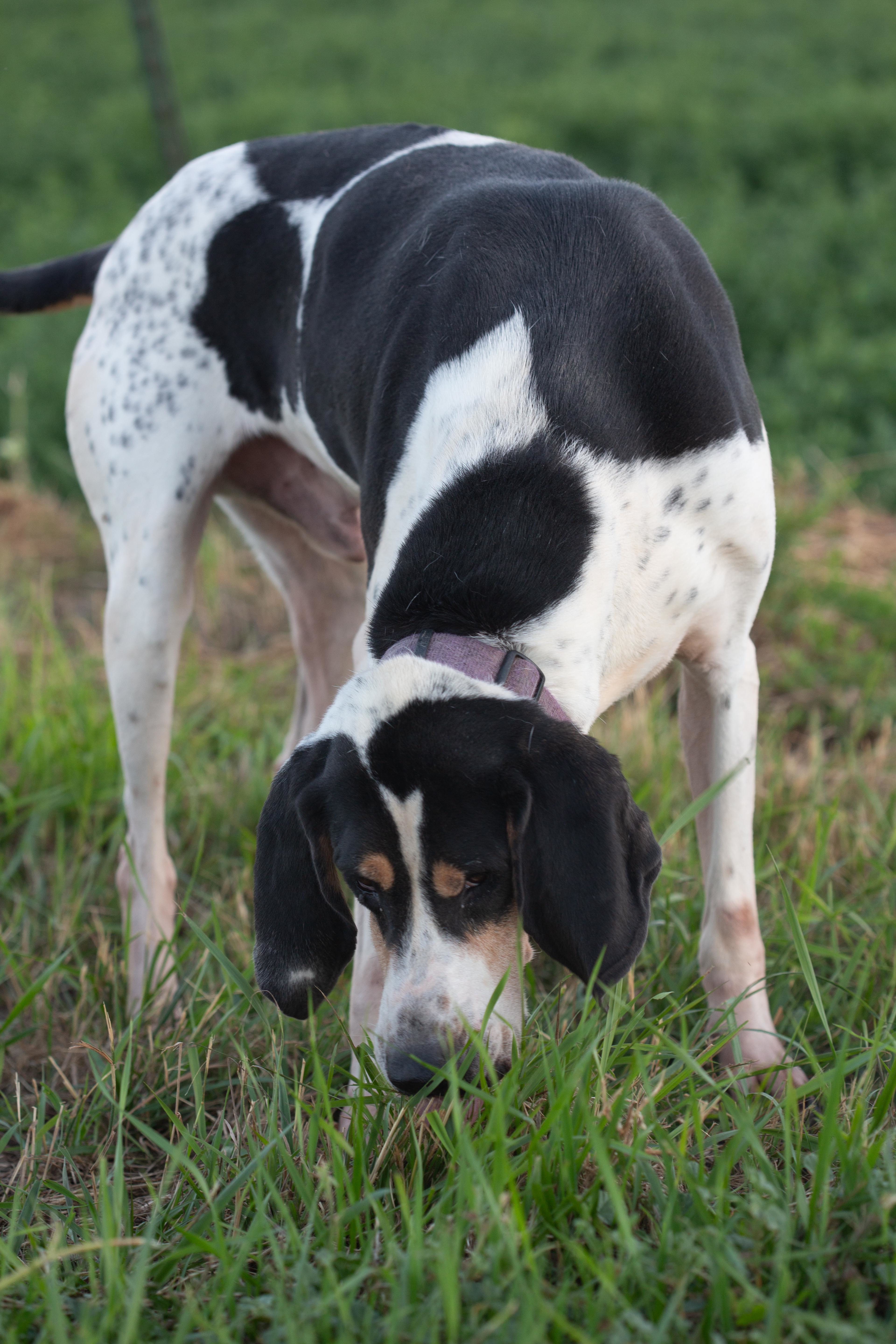 Cooper, an adoptable Hound in Millville, UT, 84326 | Photo Image 3
