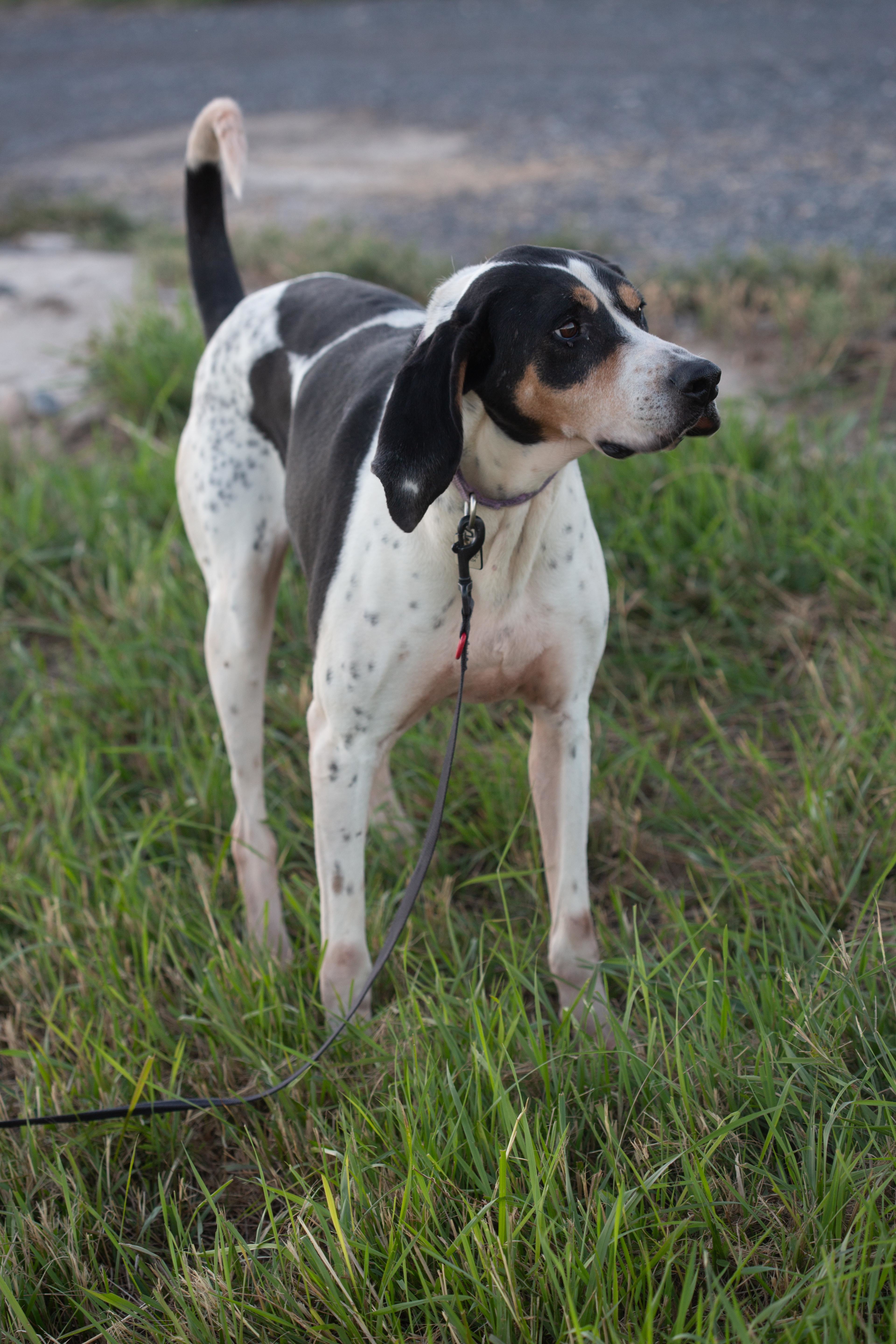 Cooper, an adoptable Hound in Millville, UT, 84326 | Photo Image 4