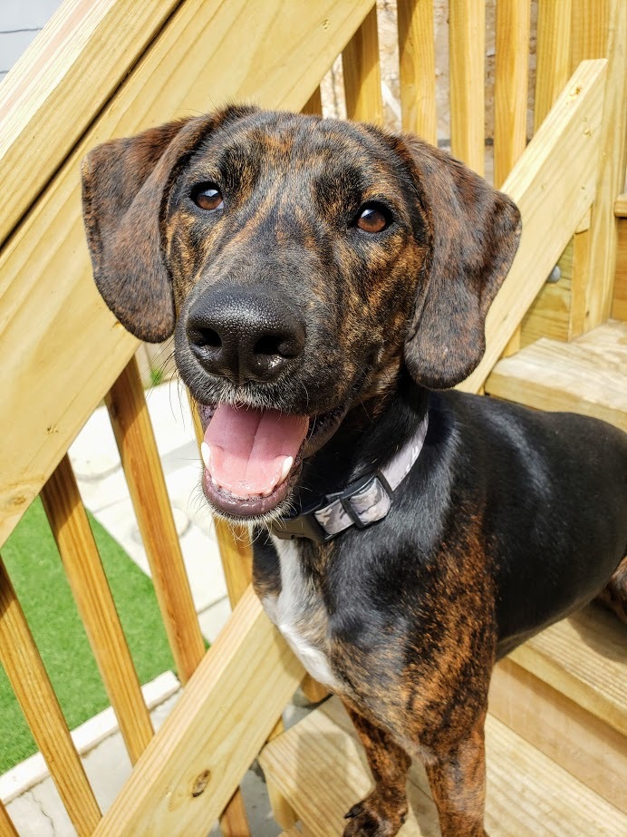 Dog For Adoption Bodhi A Mountain Cur German Shorthaired