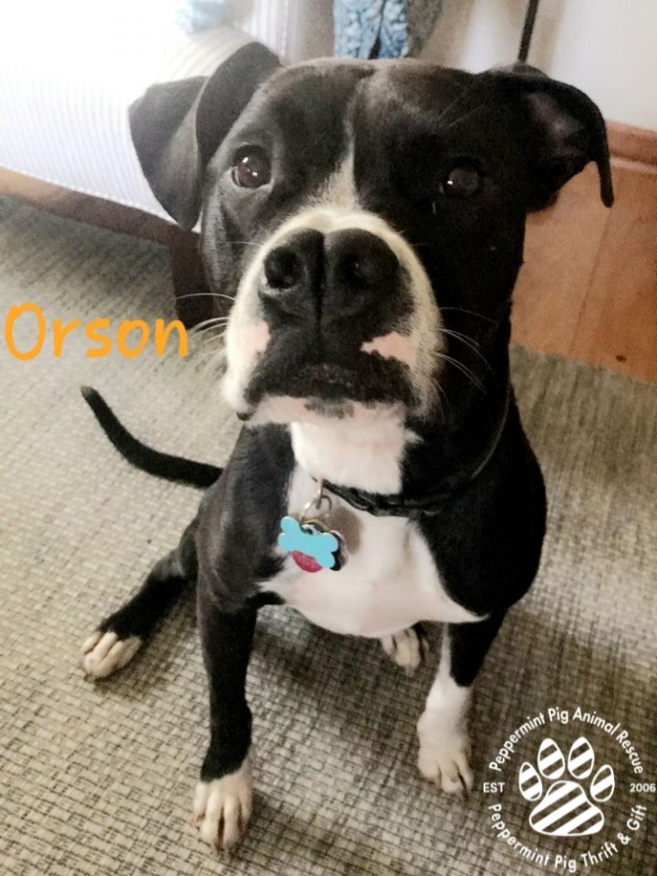 Orson 2