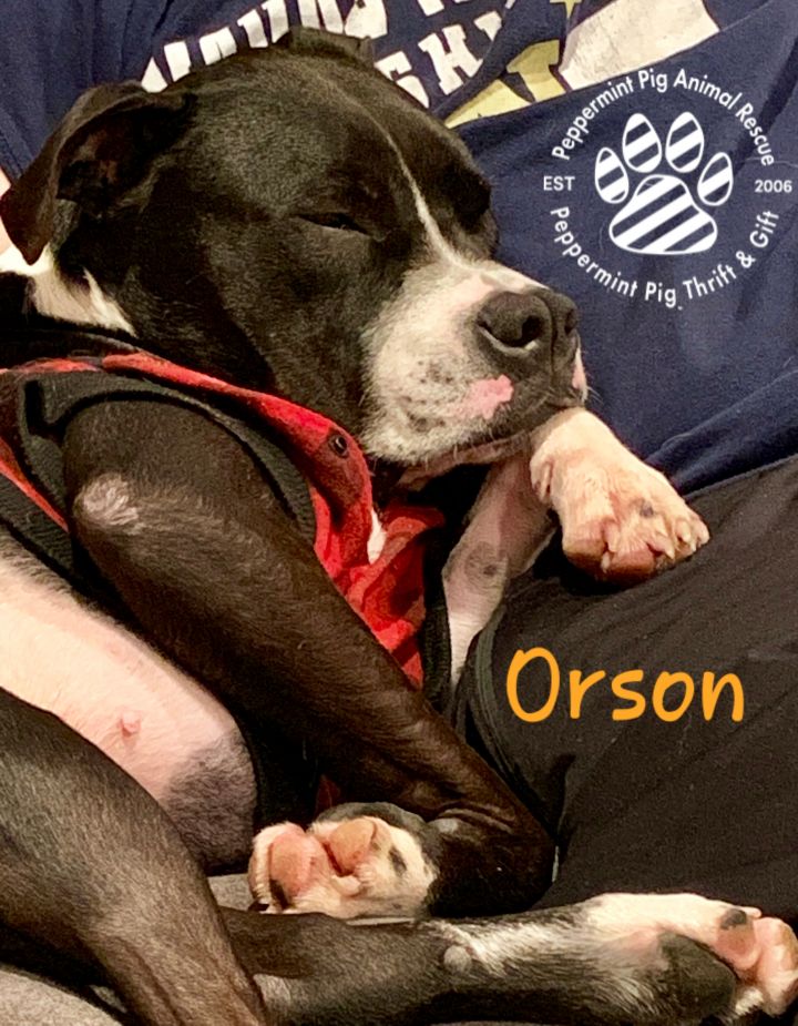 Orson 3