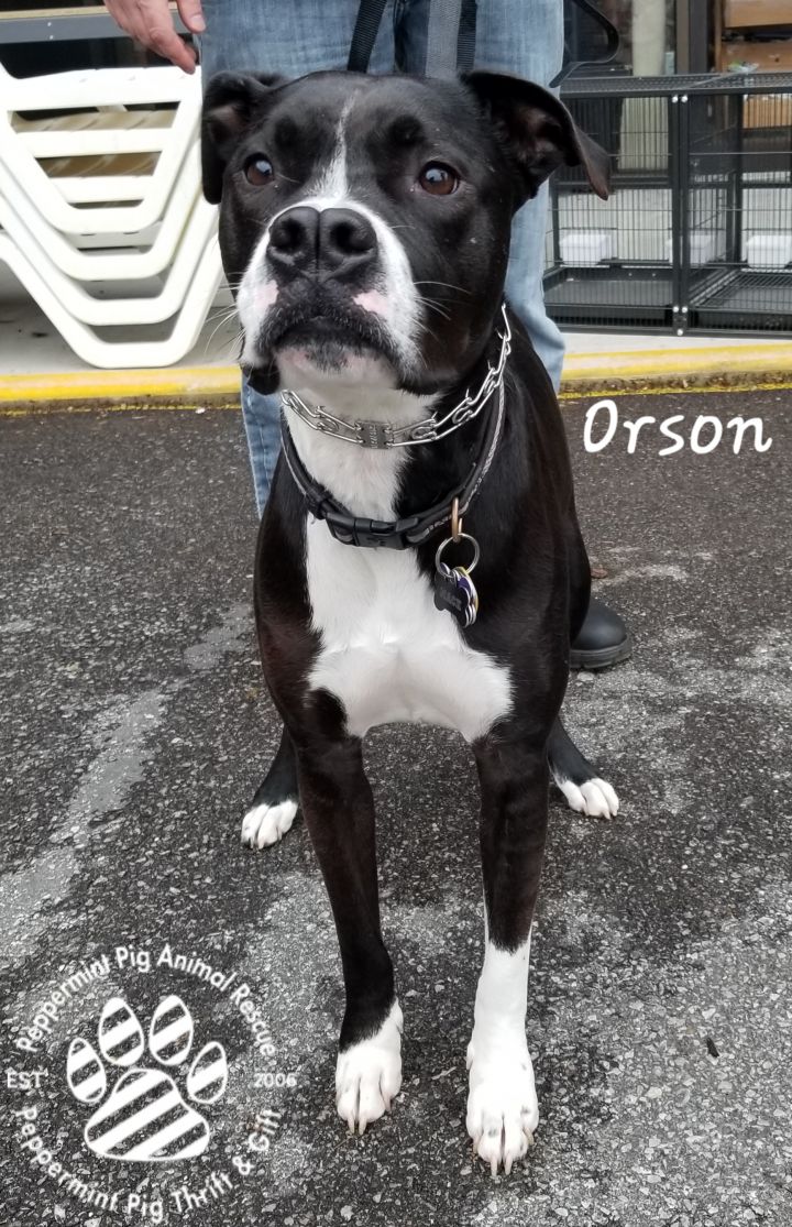 Orson 5