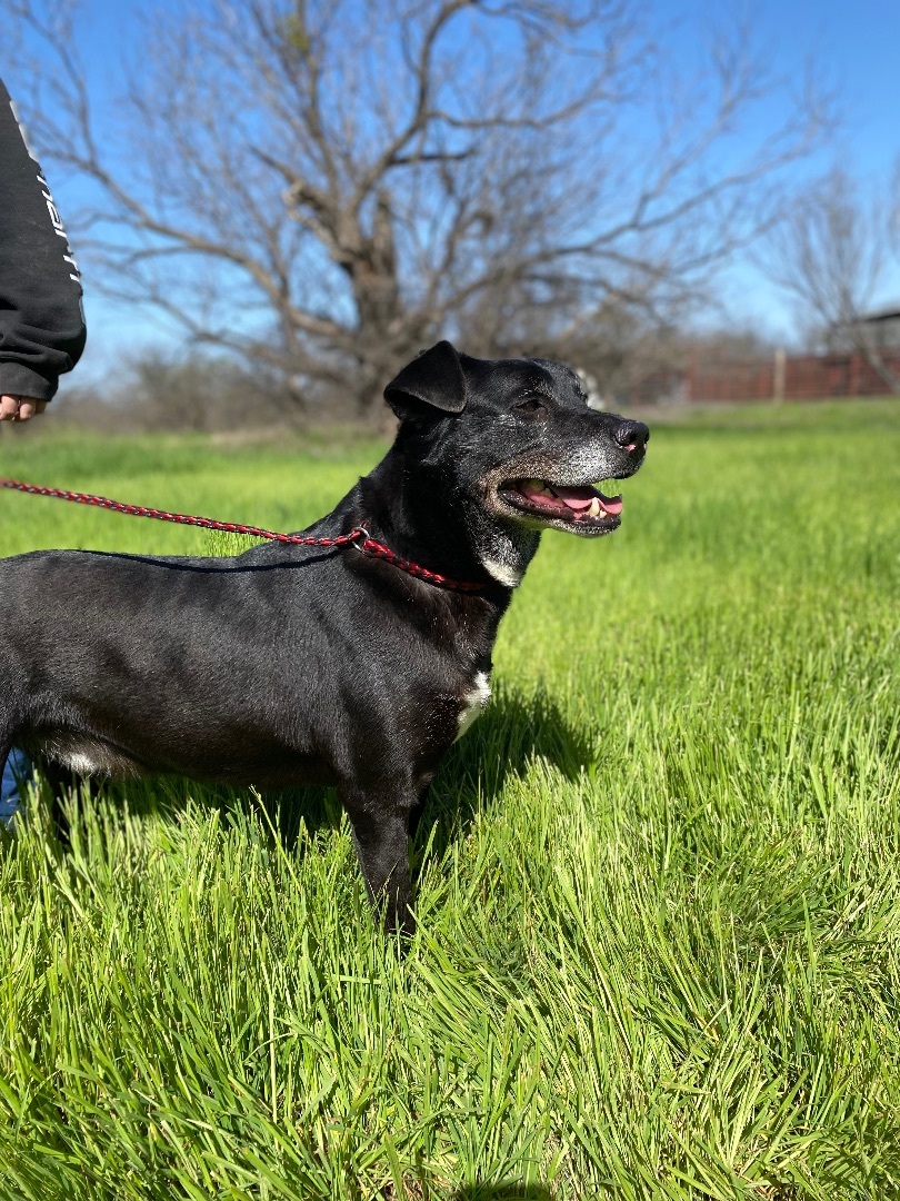 Ruger, an adoptable Black Labrador Retriever in Henrietta, TX, 76365 | Photo Image 2