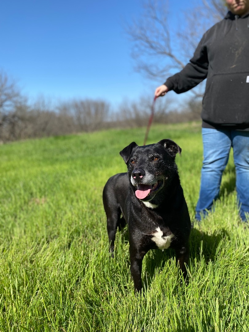 Ruger, an adoptable Black Labrador Retriever in Henrietta, TX, 76365 | Photo Image 3