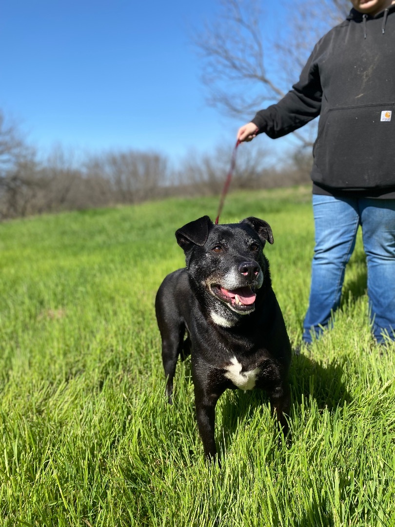 Ruger, an adoptable Black Labrador Retriever in Henrietta, TX, 76365 | Photo Image 1