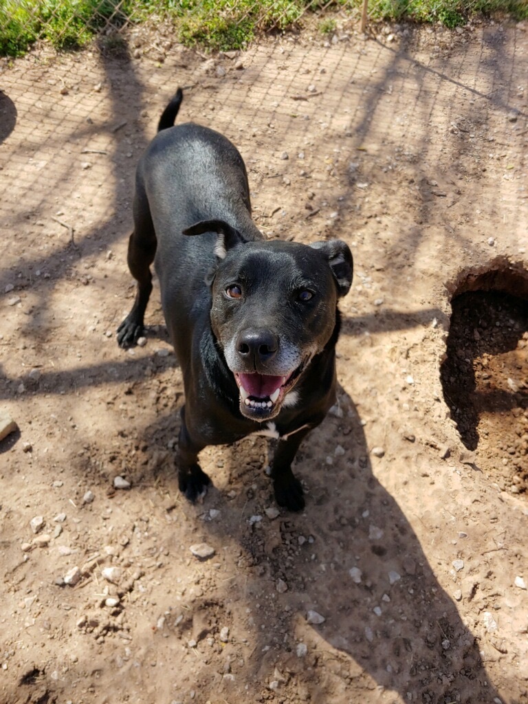 Ruger, an adoptable Black Labrador Retriever in Henrietta, TX, 76365 | Photo Image 4