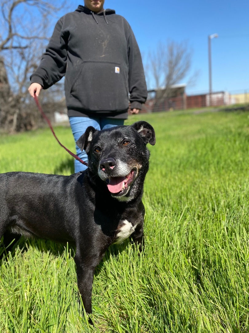 Ruger, an adoptable Black Labrador Retriever in Henrietta, TX, 76365 | Photo Image 5
