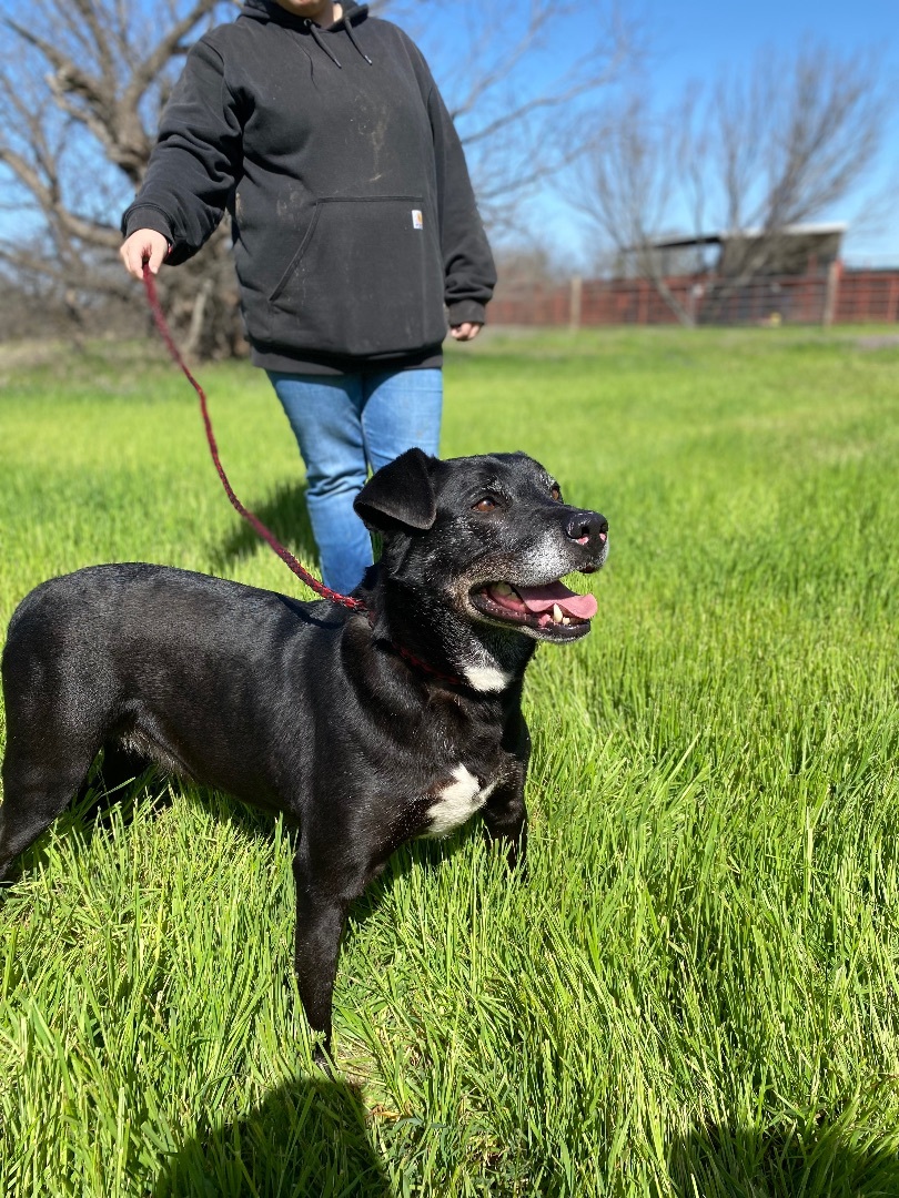 Ruger, an adoptable Black Labrador Retriever in Henrietta, TX, 76365 | Photo Image 6