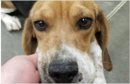 Ringo Hughes, an adoptable Beagle in Waldorf, MD, 20604 | Photo Image 1