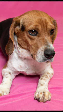 Ringo Hughes, an adoptable Beagle in Waldorf, MD, 20604 | Photo Image 2